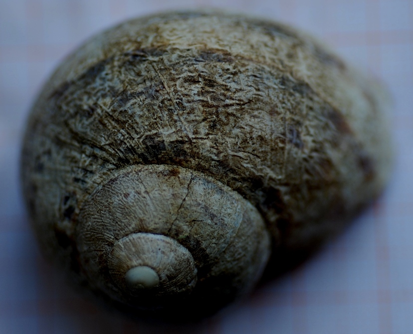 Limite di et tra cosa  fossile e cosa  ancora organico!